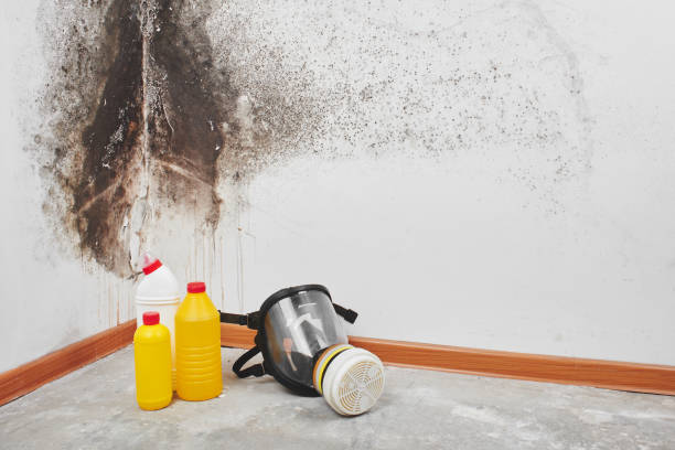 Best Office Mold Removal Services  in Ashland, MO