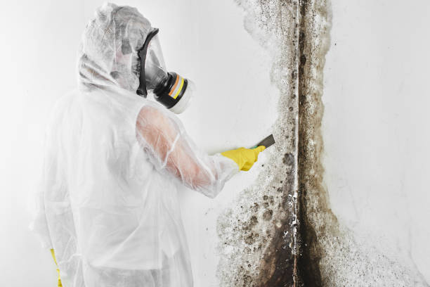 Best Mold Testing  in Ashland, MO