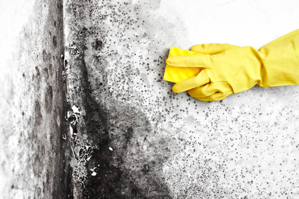 Best Certified Mold Removal  in Ashland, MO