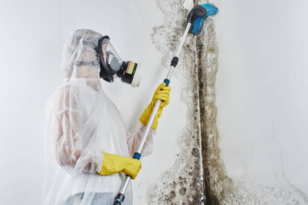 Best Commercial Mold Removal  in Ashland, MO