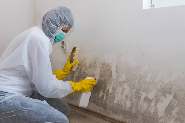 Trusted Ashland, MO Mold Removal Experts