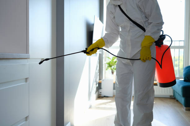 Best Black Mold Removal  in Ashland, MO