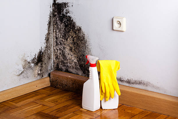 Best Professional Mold Removal  in Ashland, MO