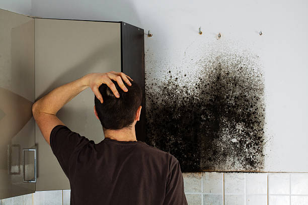 Best Attic Mold Removal  in Ashland, MO