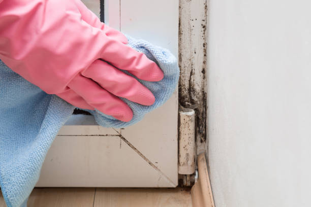 Best Fast Mold Removal  in Ashland, MO
