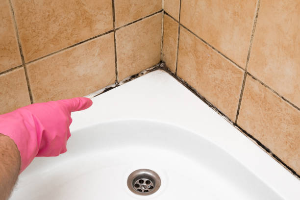Best Home Mold Removal  in Ashland, MO