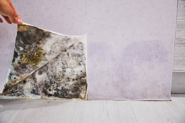 Best Same-Day Mold Removal  in Ashland, MO